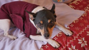 tmp_11515-ds6-2132916097